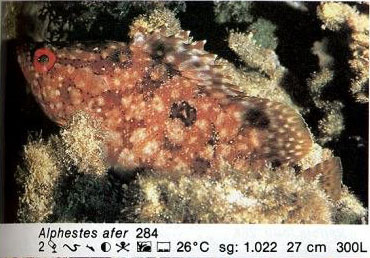 Alphestes afer